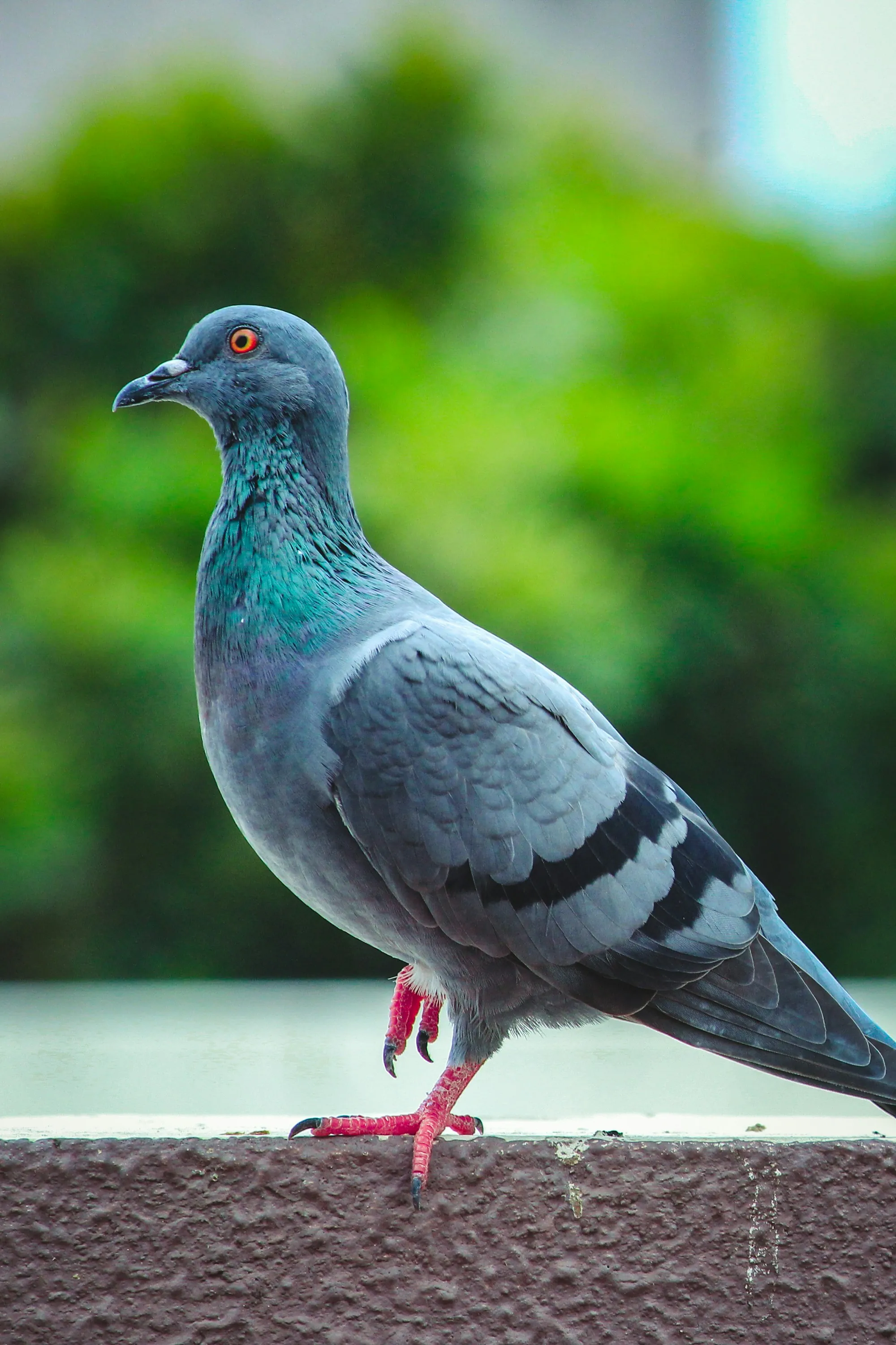 Close-up of a gray pigeon with an iridescent green neck